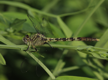 Arigomphus maxwelli, female